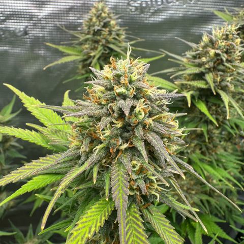 Lemon kerry Banana Purple  growlog timeline photo