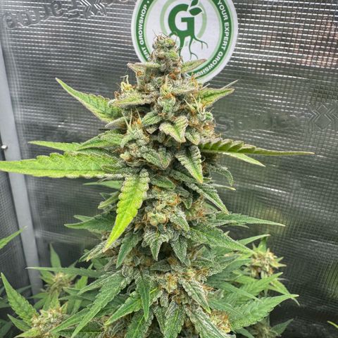 Lemon kerry Banana Purple  growlog timeline photo