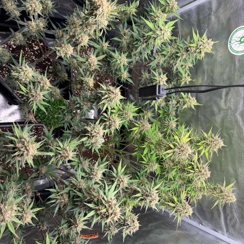 Lemon kerry Banana Purple  growlog timeline photo