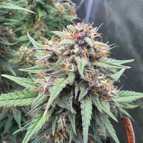 Lemon kerry Banana Purple  growlog timeline photo