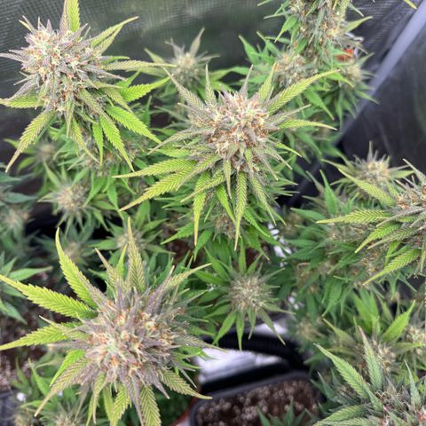 Lemon kerry Banana Purple  growlog timeline photo