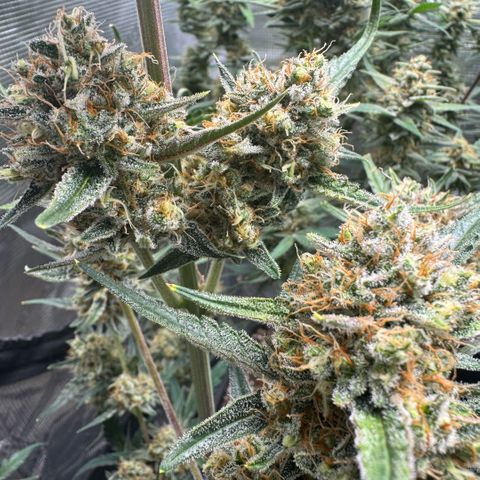 Lemon kerry Banana Purple  growlog timeline photo