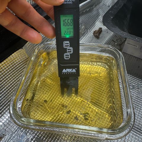 Lemon kerry Banana Purple  growlog timeline photo