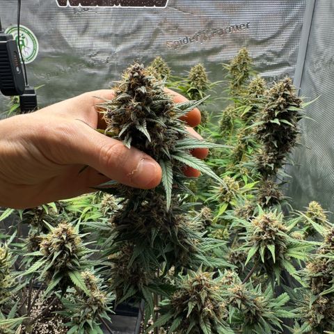 Lemon kerry Banana Purple  growlog timeline photo