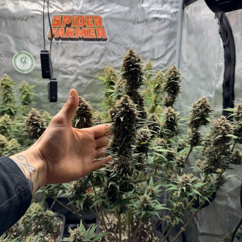 Lemon kerry Banana Purple  growlog timeline photo