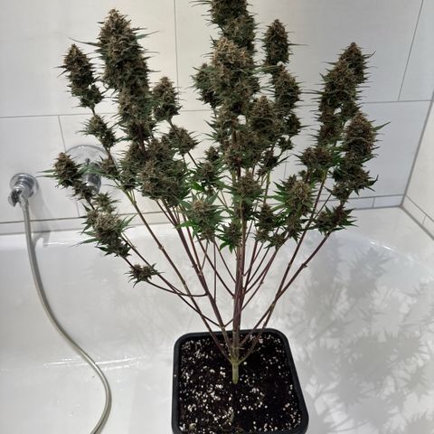 Lemon kerry Banana Purple  growlog timeline photo