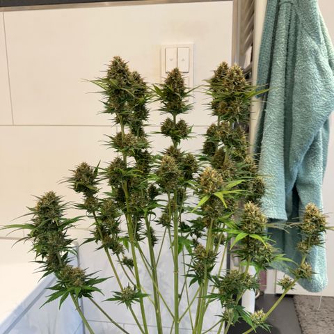 Lemon kerry Banana Purple  growlog timeline photo