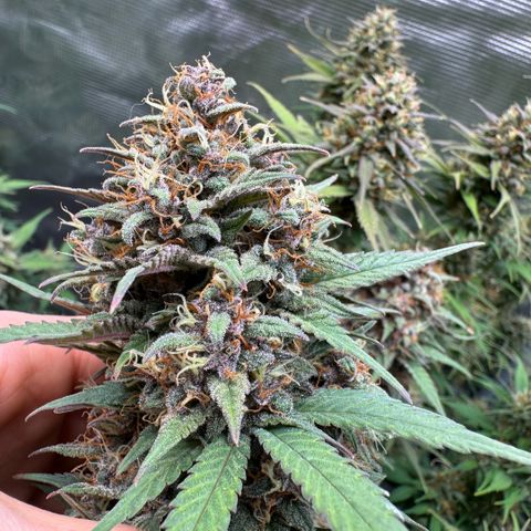 Lemon kerry Banana Purple  growlog timeline photo