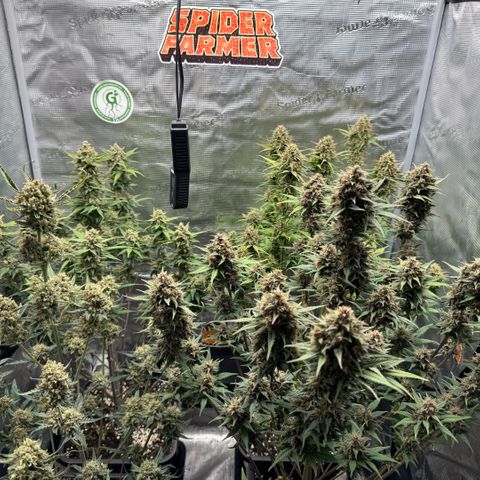 Lemon kerry Banana Purple  growlog timeline photo