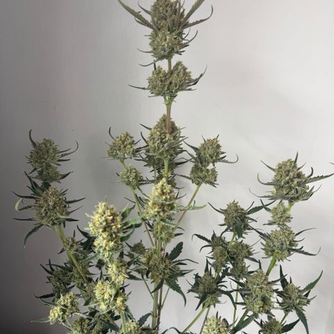Lemon kerry Banana Purple  growlog timeline photo