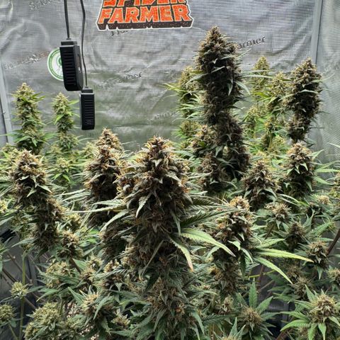 Lemon kerry Banana Purple  growlog timeline photo