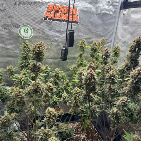 Lemon kerry Banana Purple  growlog timeline photo