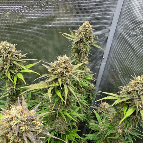 Lemon kerry Banana Purple  growlog timeline photo