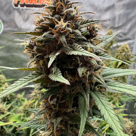 Lemon kerry Banana Purple  growlog timeline photo