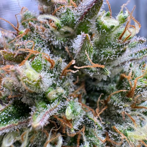 Lemon kerry Banana Purple  growlog timeline photo