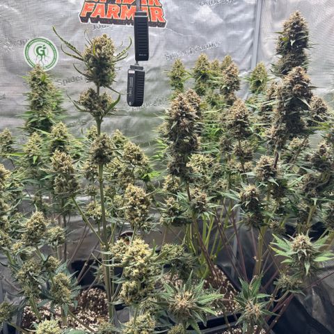 Lemon kerry Banana Purple  growlog timeline photo