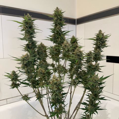 Lemon kerry Banana Purple  growlog timeline photo
