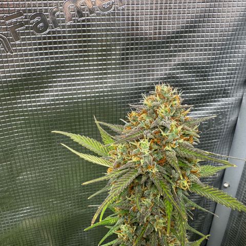 Lemon kerry Banana Purple  growlog timeline photo