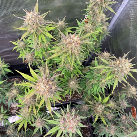 Lemon kerry Banana Purple  growlog timeline photo