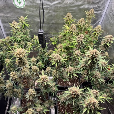 Lemon kerry Banana Purple  growlog timeline photo