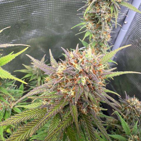 Lemon kerry Banana Purple  growlog timeline photo
