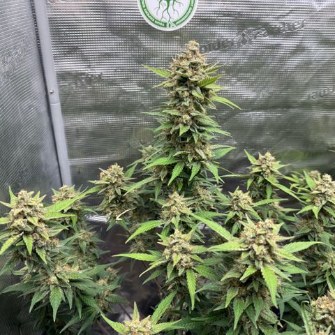 Lemon kerry Banana Purple  growlog timeline photo