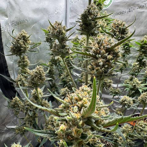 Lemon kerry Banana Purple  growlog timeline photo