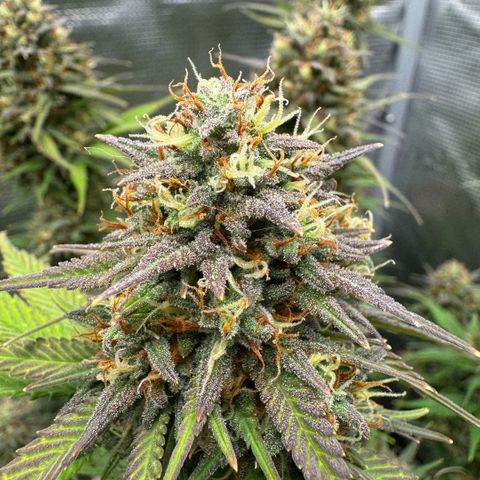 Lemon kerry Banana Purple  growlog timeline photo