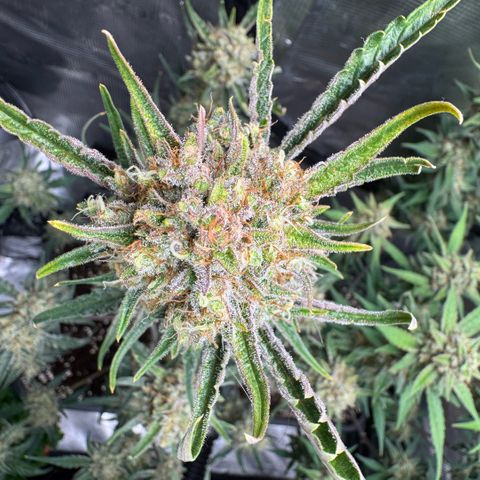 Lemon kerry Banana Purple  growlog timeline photo
