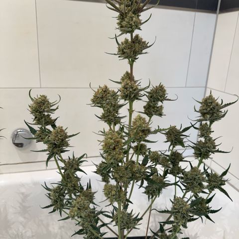 Lemon kerry Banana Purple  growlog timeline photo