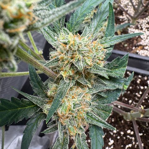 Lemon kerry Banana Purple  growlog timeline photo