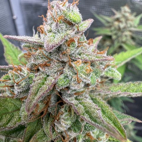 Lemon kerry Banana Purple  growlog timeline photo