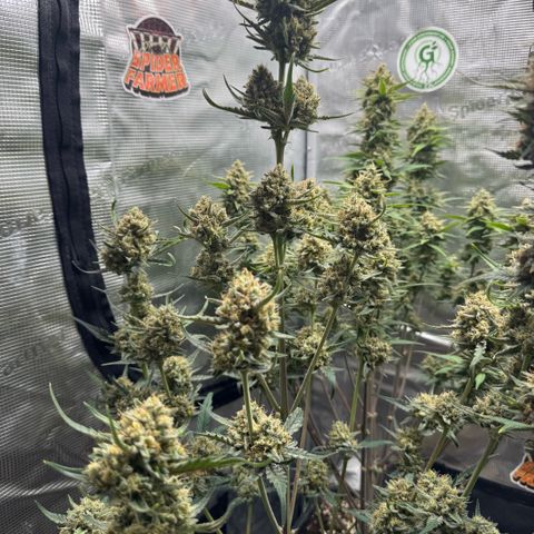 Lemon kerry Banana Purple  growlog timeline photo