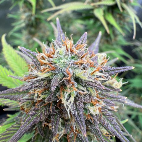Lemon kerry Banana Purple  growlog timeline photo