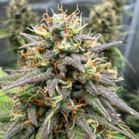 Lemon kerry Banana Purple  growlog timeline photo