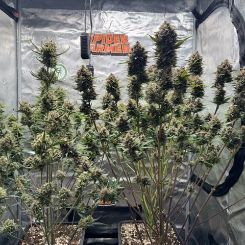 Lemon kerry Banana Purple  growlog timeline photo