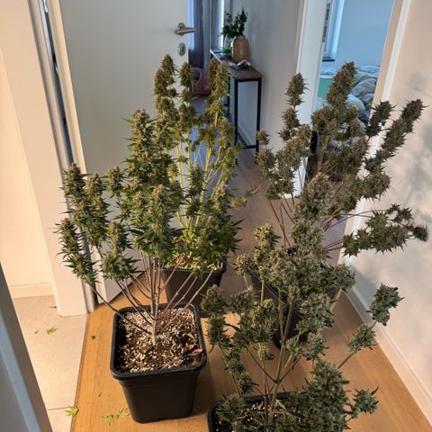 Lemon kerry Banana Purple  growlog timeline photo