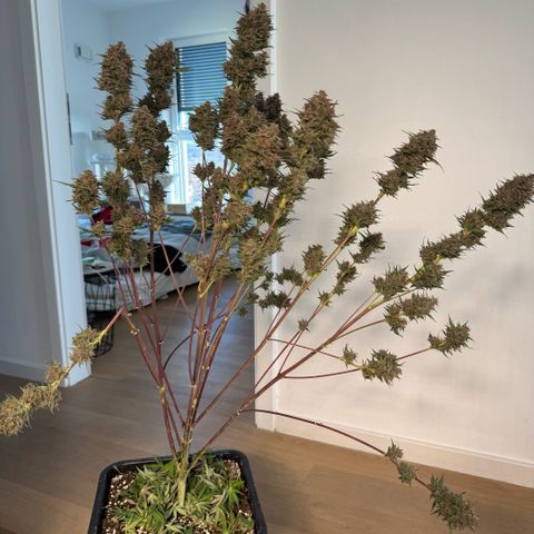 Lemon kerry Banana Purple  growlog timeline photo