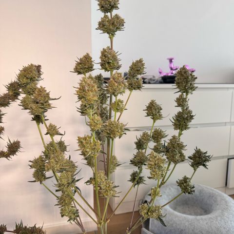 Lemon kerry Banana Purple  growlog timeline photo