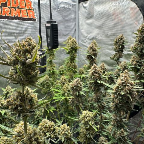 Lemon kerry Banana Purple  growlog timeline photo