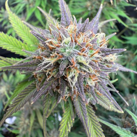 Lemon kerry Banana Purple  growlog timeline photo