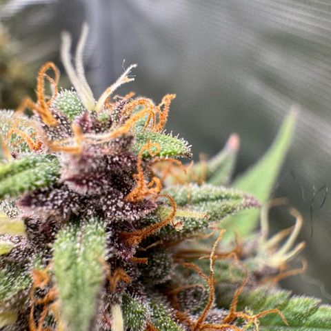 Lemon kerry Banana Purple  growlog timeline photo