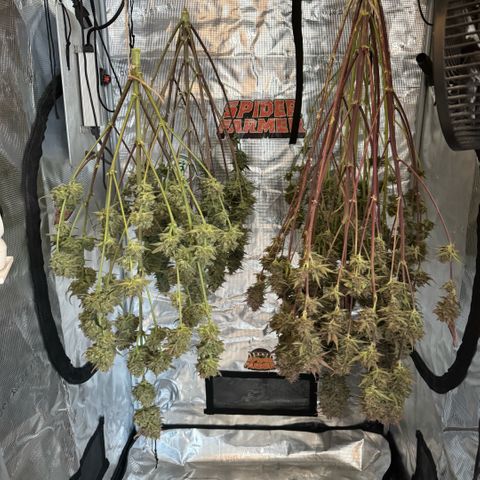 Lemon kerry Banana Purple  growlog timeline photo