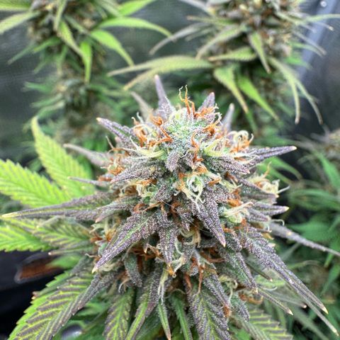 Lemon kerry Banana Purple  growlog timeline photo
