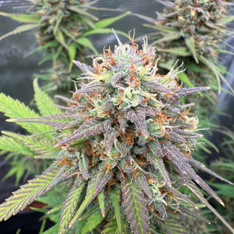 Lemon kerry Banana Purple  growlog timeline photo