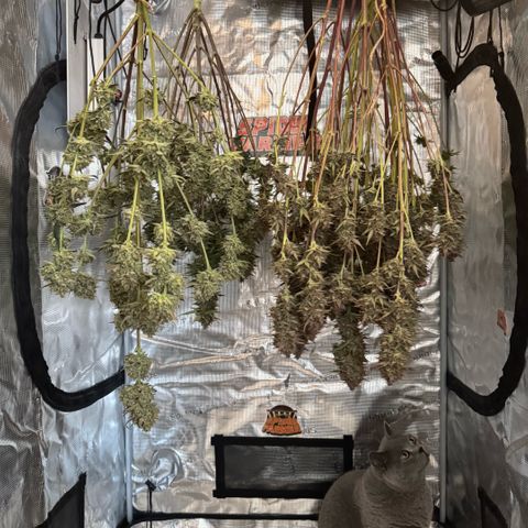 Lemon kerry Banana Purple  growlog timeline photo