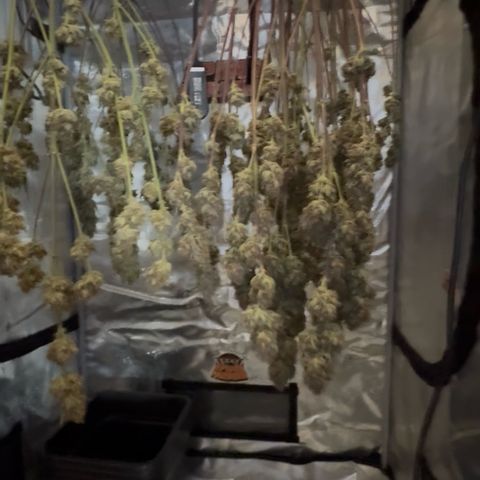 Lemon kerry Banana Purple  growlog timeline photo