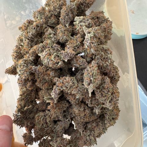 Lemon kerry Banana Purple  growlog timeline photo