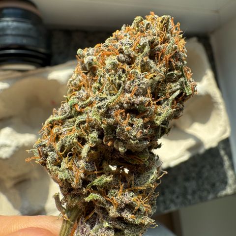 Lemon kerry Banana Purple  growlog timeline photo