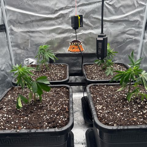 Super Buff Cherry #26  (4) growlog timeline photo